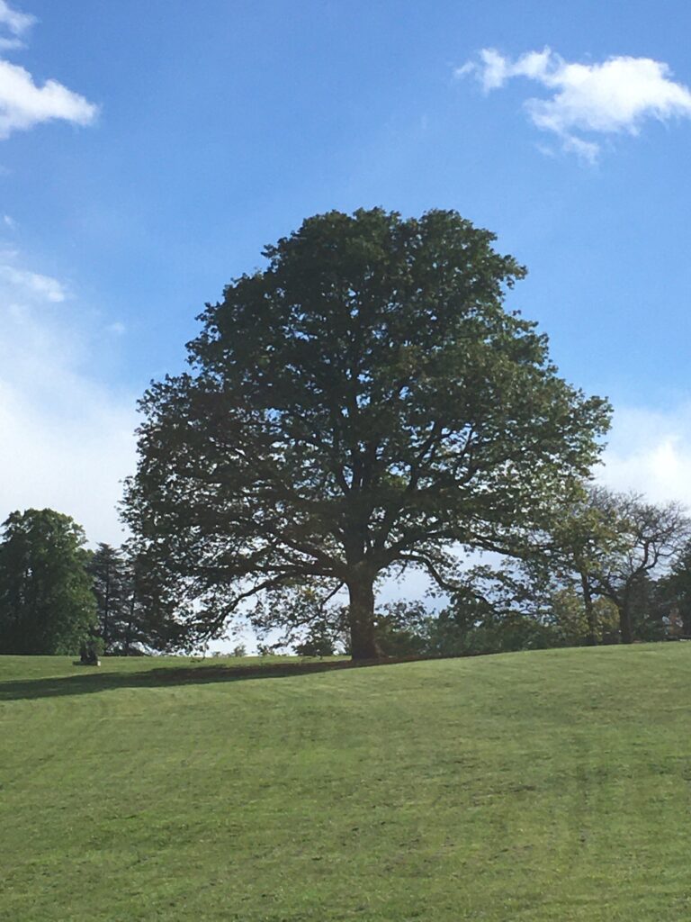 arbre genealogique reel